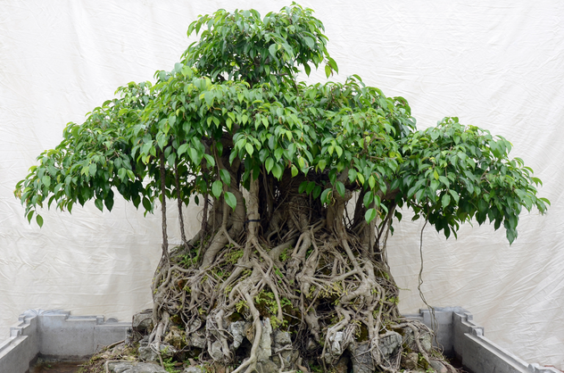 cây bồ đề bonsai