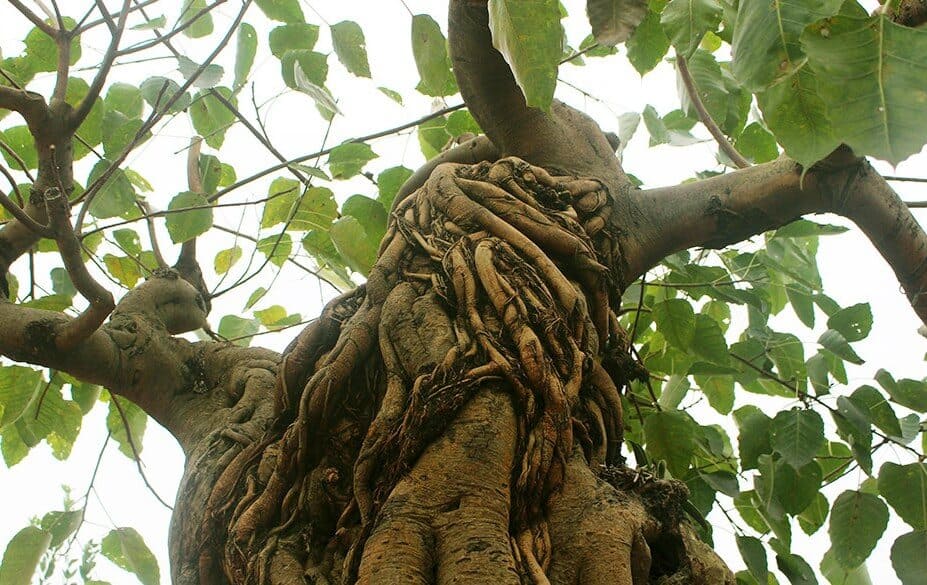 ý nghĩa của cây bồ đề