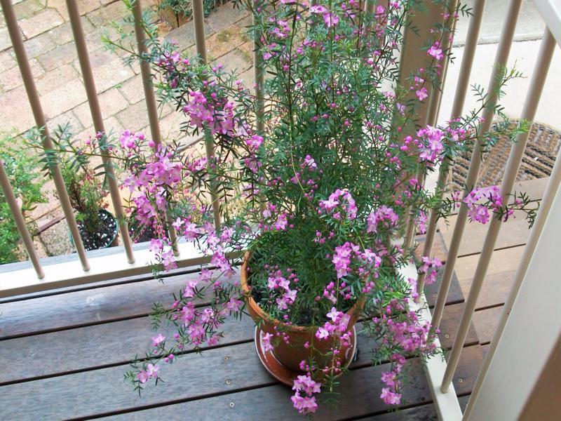 cây tùng tuyết mai