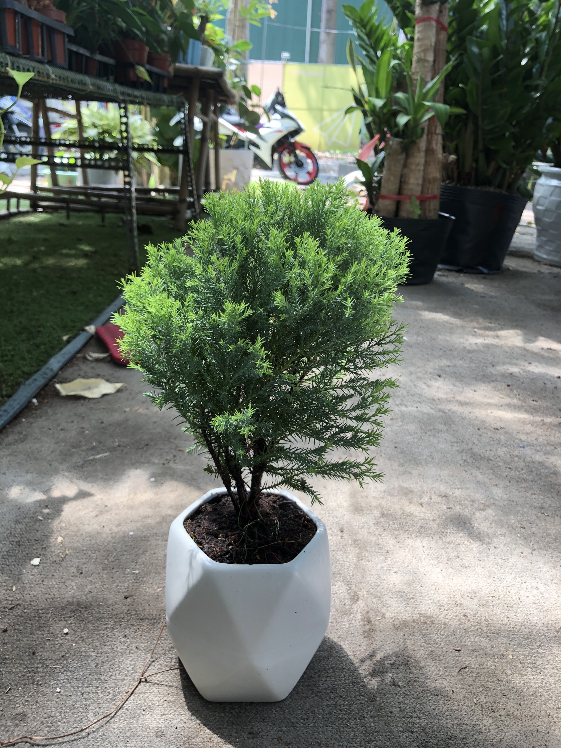 cây tùng xương cá