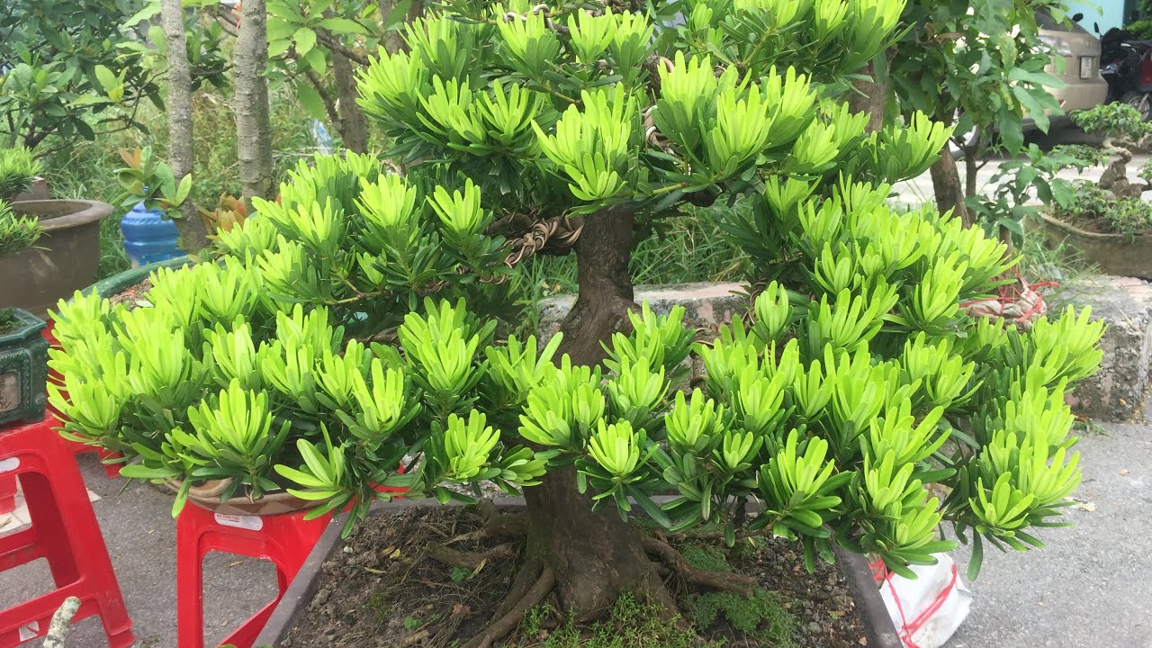 cây tùng kim cương