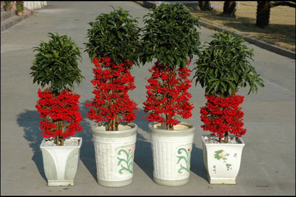 cây kim ngân lượng