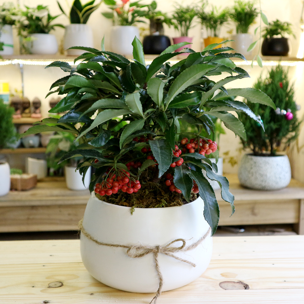 ý nghĩa của cây kim ngân lượng