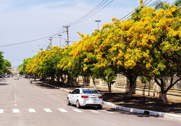hàng cây giáng hương