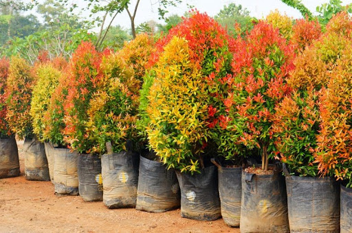 vườn cây hồng lộc