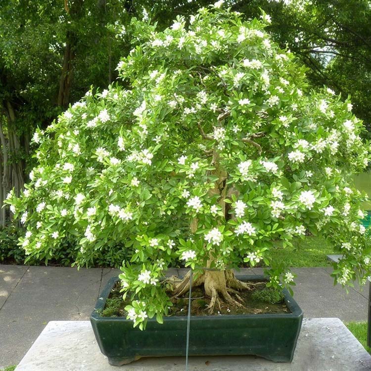 công dụng cây nguyệt quế