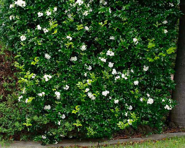 tường cây hoa nguyệt quế