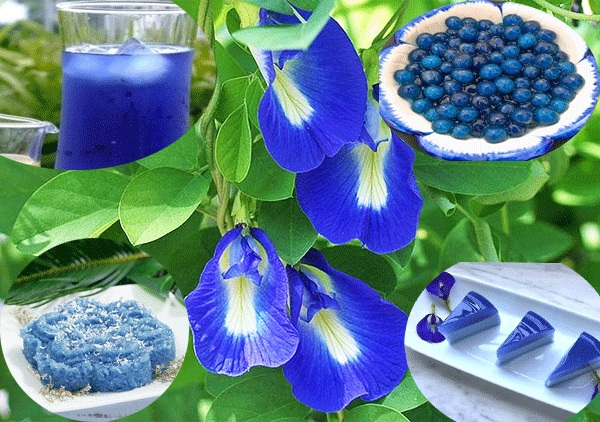 lưu ý khi dùng hoa đậu biếc