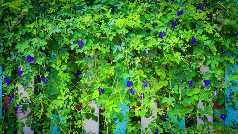 cách trồng và chăm sóc hoa đậu biếc