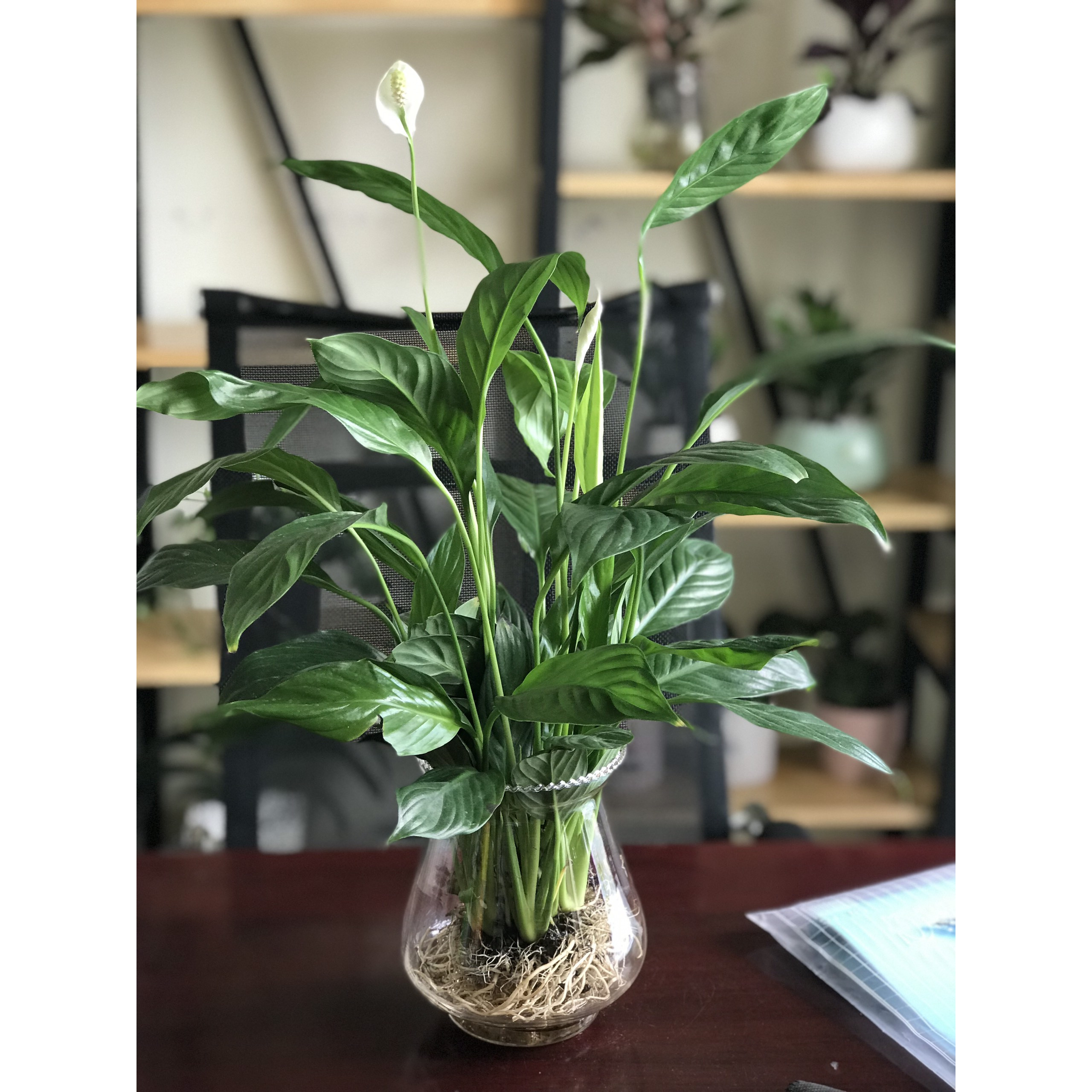 cây lan ý thủy sinh