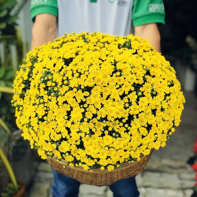 cúc mâm xôi tết