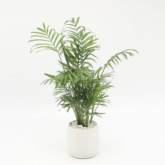 cây cau tiểu trâm