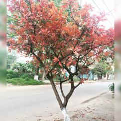 Cây lộc vừng