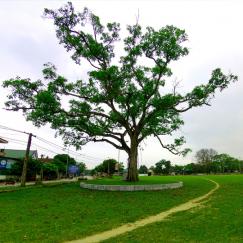 Cây đa