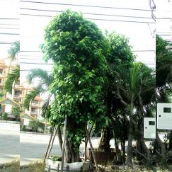 Cây bồ đề
