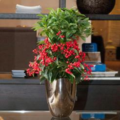 Cây kim ngân lượng