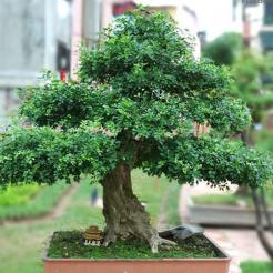 Cây Nguyệt Quế