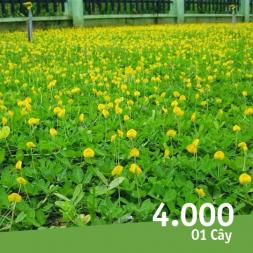Cỏ Hoàng Lạc