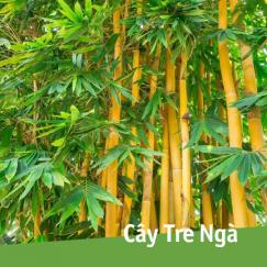 Cây tre ngà