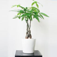 Cây kim ngân