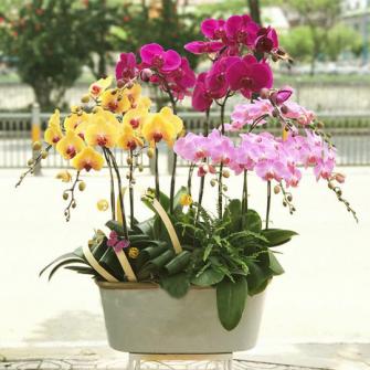 10 Cành Lan Hồ Điệp Đại Phát Vẹn Tròn