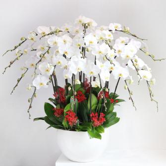 15 Cành Lan Hồ Điệp Trắng Xuân Như Ý