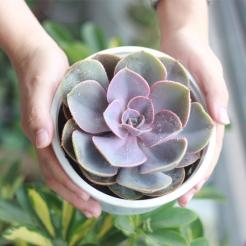 Sen đá bắp cải