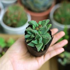 Sen đá hàm cá sấu