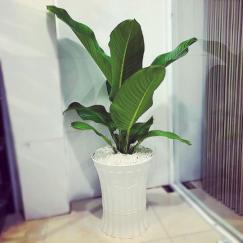 Cây đại phú gia