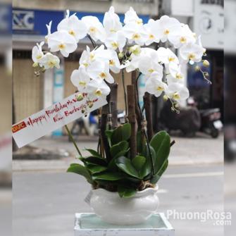 Lan hồ điệp trắng HD502