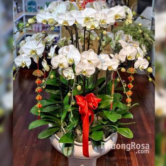 Chậu lan hồ điệp trắng HD201