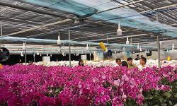 Cung cấp lan hồ điệp giá sỉ