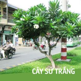 Cây sứ trắng