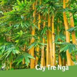 Cây tre ngà