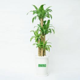 Cây Thiết Mộc Lan