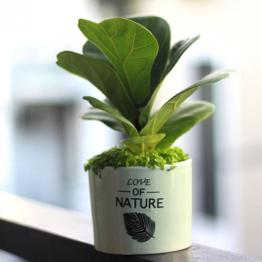 Cây bàng singapore