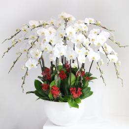 15 Cành Lan Hồ Điệp Trắng Xuân Như Ý