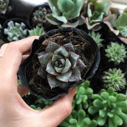 Sen đá bông hồng đen