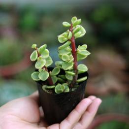 Cây sen đá đô la trắng