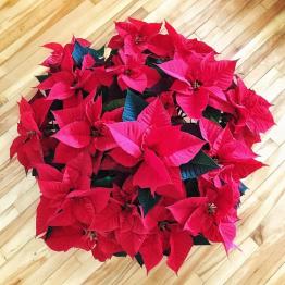 Cây hoa trạng nguyên