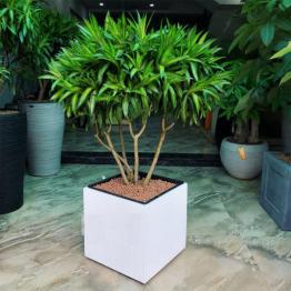 Cây trúc bách hợp