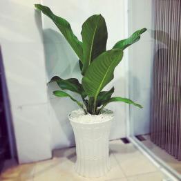 Cây đại phú gia