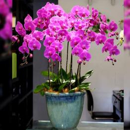 Chậu lan hồ điệp tím 9 cành