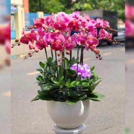 Chậu lan hồ điệp hồng 11 cánh như ý