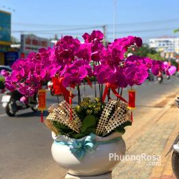 Chậu lan hồ điệp tím HD1501