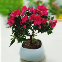 Cây hoa đỗ quyên