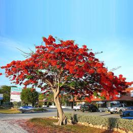Cây hoa phượng vĩ (phượng hồng)
