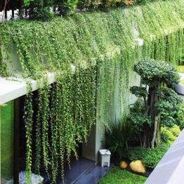 Cây cúc tần ấn độ