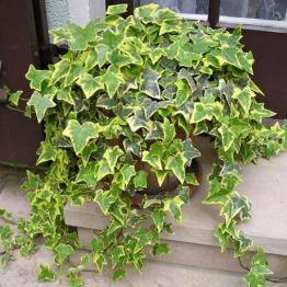 Cây thường xuân