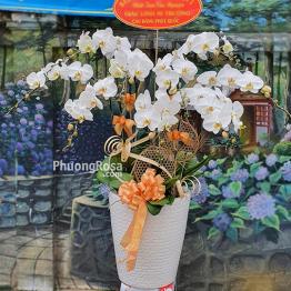 9 cành Lan Hồ Điệp Trắng Như Ý